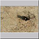 Harpactus lunatus - Grabwespe w03e - beim Eintrag einer Zikade - OS-Hollage Lehmkuhle.jpg